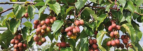 kiwibet|kiwibes plant.